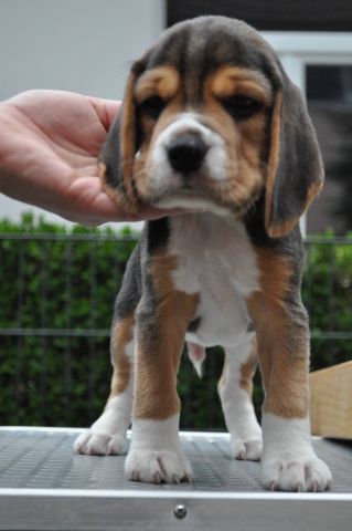 2017 07 30 billy fly 02