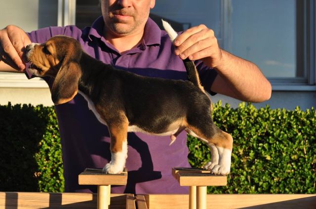 2017 07 30 billy fly 03