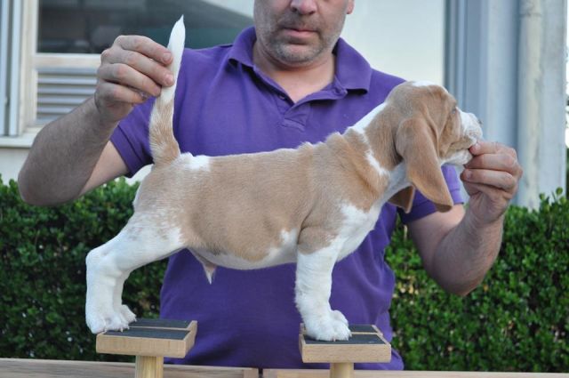 2017 07 30 lewis apollon 03