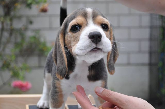 2017 07 30 nougat 01