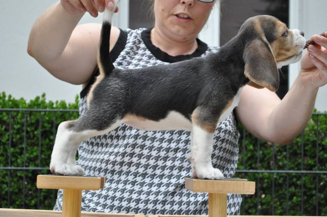 2017 07 30 nougat 02