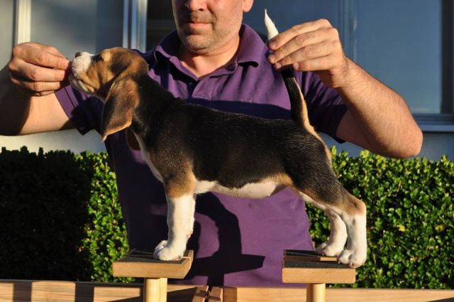 2017 07 30 nougat 03