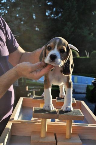 2017 07 30 nougat 04