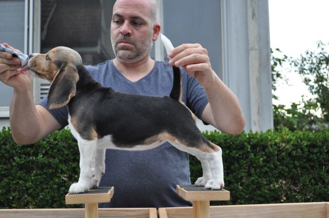 Golden Swissline Braveheart of Artemis