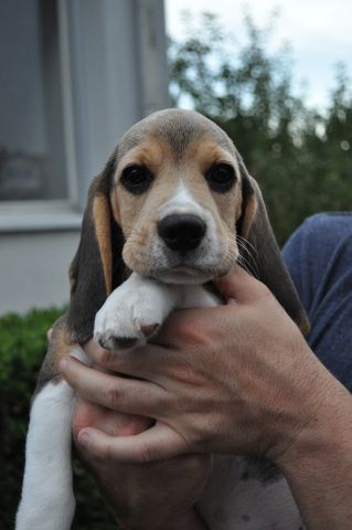 Golden Swissline Braveheart of Artemis