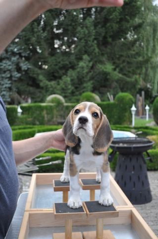 Golden Swissline Braveheart of Eos