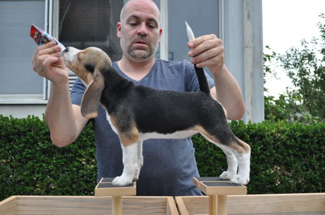 Golden Swissline Braveheart of Eos