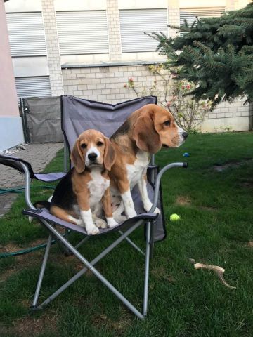 Audrey bei der IHA in Brno