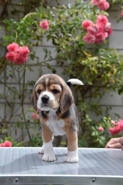 Golden Swissline Braveheart of Diana