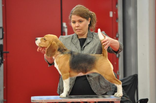 IntCh Alotorius Old Glory I See Fire