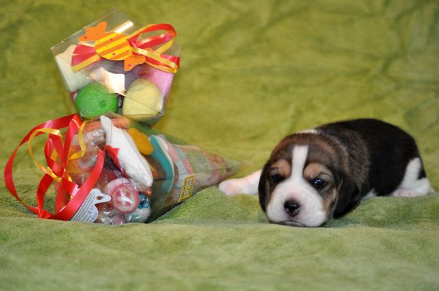 Golden Swissline Candy Crush