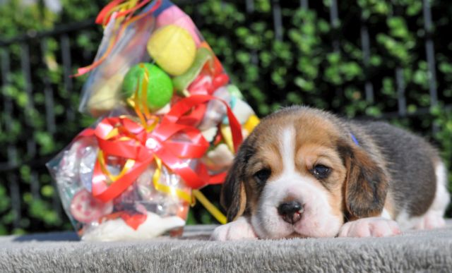 Golden Swissline Candy Crush