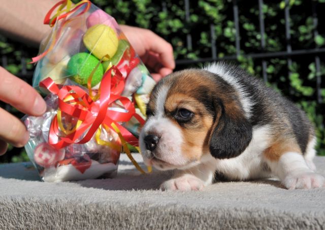 Golden Swissline Let Me To The Candy Shop