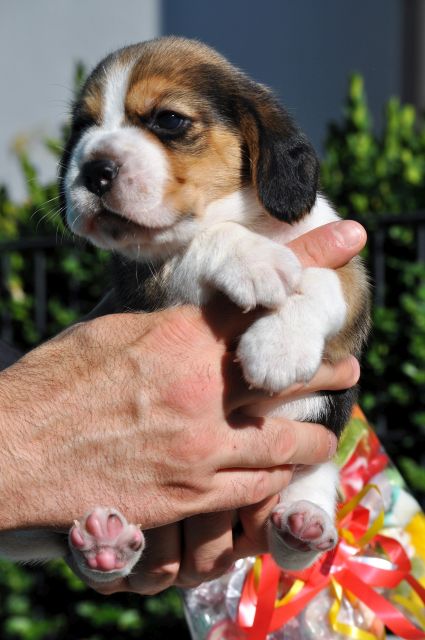 Golden Swissline Let Me To The Candy Shop