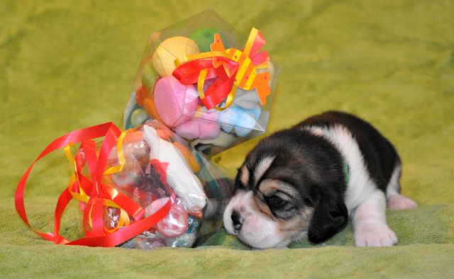 Golden Swissline Chocolate Crunchy Bar