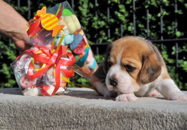 Golden Swissline Sweetest Cotton Candy