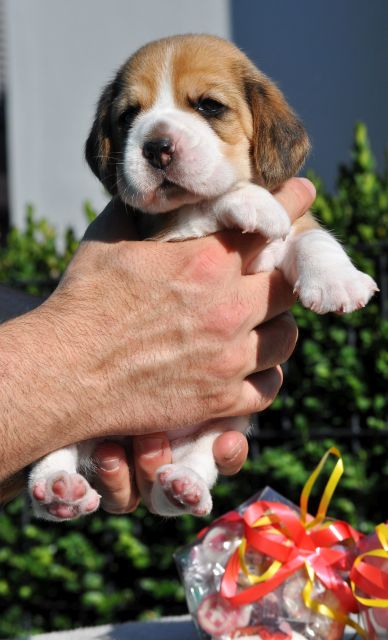 Golden Swissline Sweetest Cotton Candy