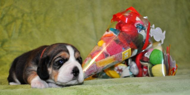 Golden Swissline Crazy Jelly Bean