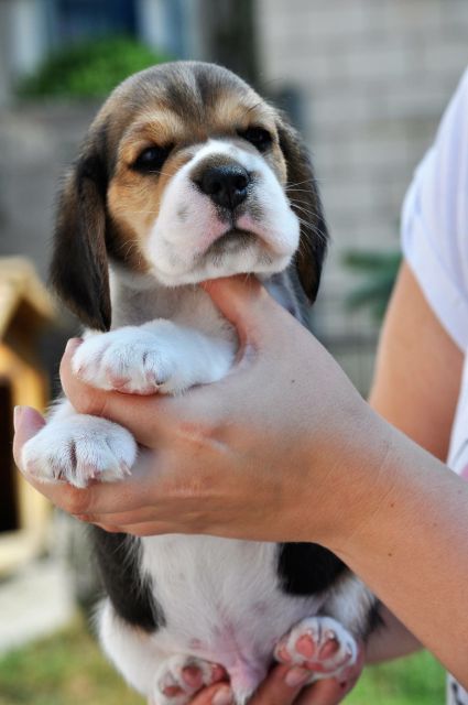 Chocolate Crunchy Bar