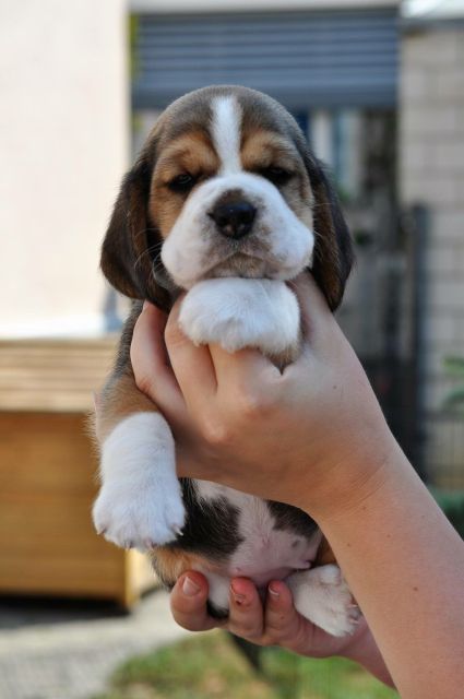 Creamy Caramel Toffee