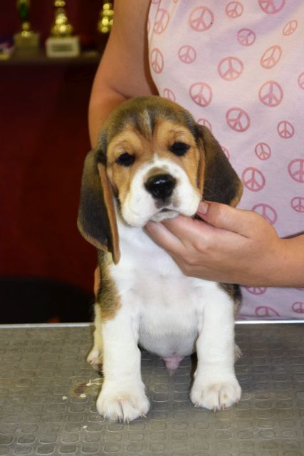 Chocolate Crunchy Bar