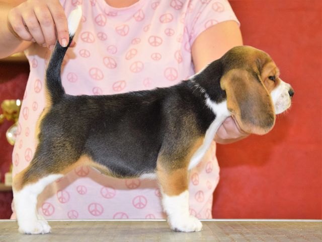 Creamy Caramel Toffee