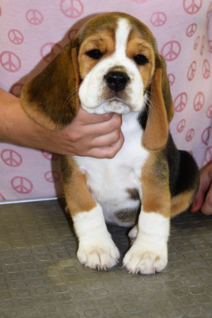 Creamy Caramel Toffee