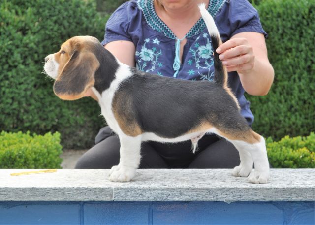 Rooney mit 8,5 Wochen