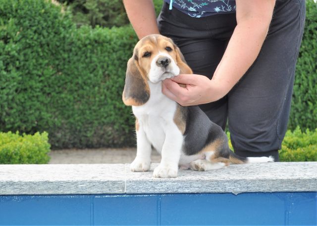 Rooney mit 8,5 Wochen