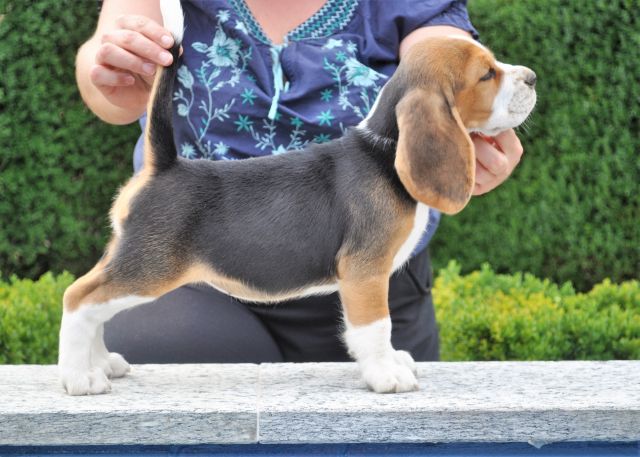 Toffee mit 8,5 Wochen