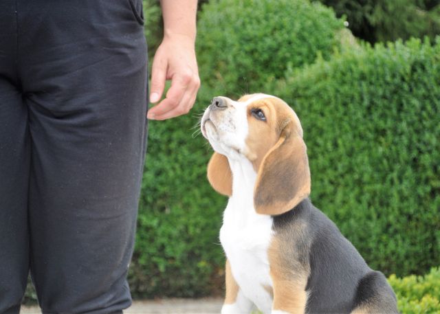 Toffee mit 8,5 Wochen