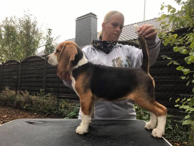 Creamy Caramel Toffee