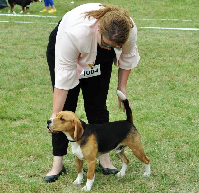 Die ersten Championate für Golden Swissline