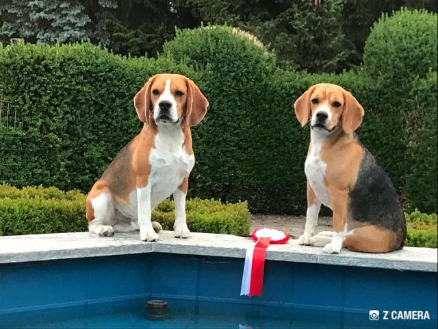 Die ersten Championate für Golden Swissline