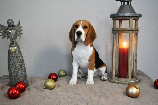 Curtis bei der IHA Brüssel