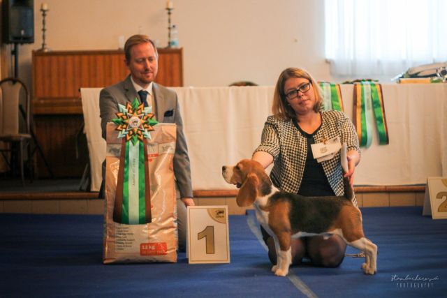 Clubshow of CZ Beagle Club Prag 2019