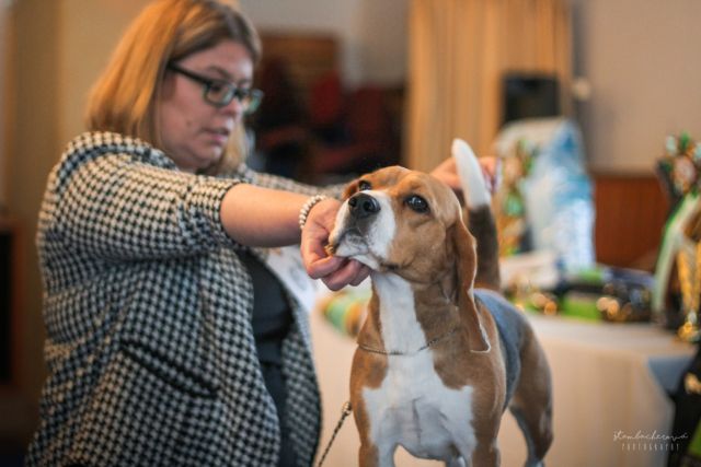 Clubshow of CZ Beagle Club Prag 2019
