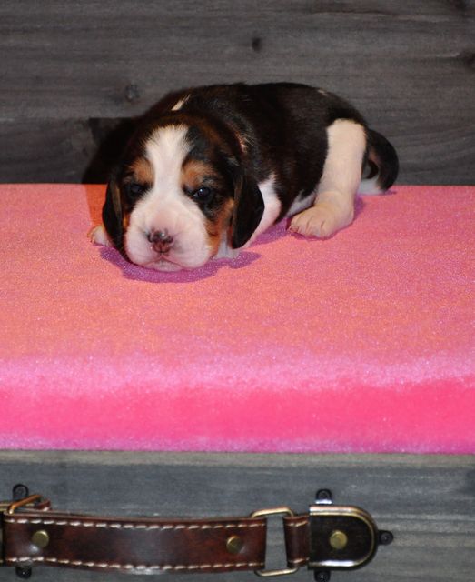 Golden Swissline Dreams come True