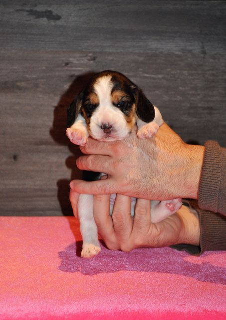 Golden Swissline Dreams come True