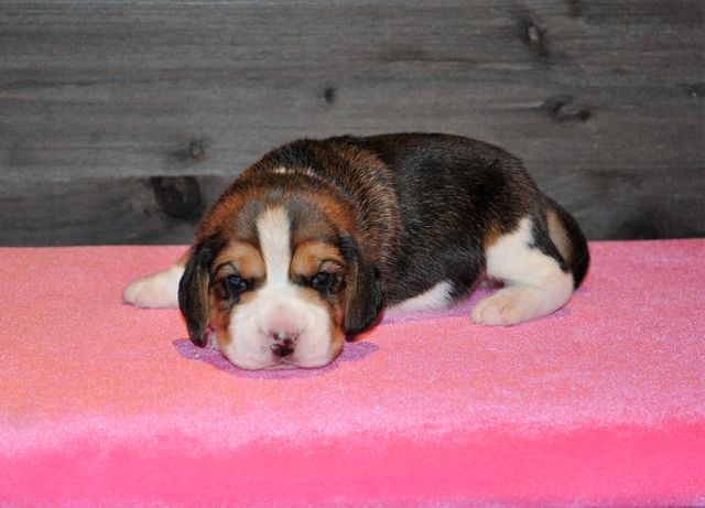 Golden Swissline I Have a Dream