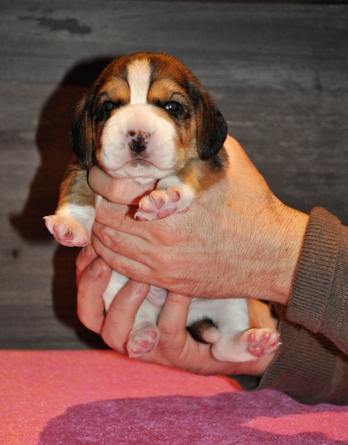 Golden Swissline I Have a Dream