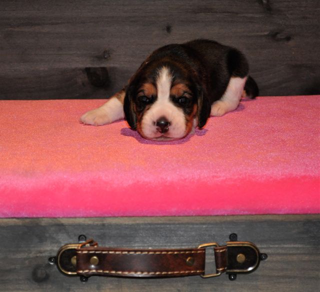 Golden Swissline Live Your Dream