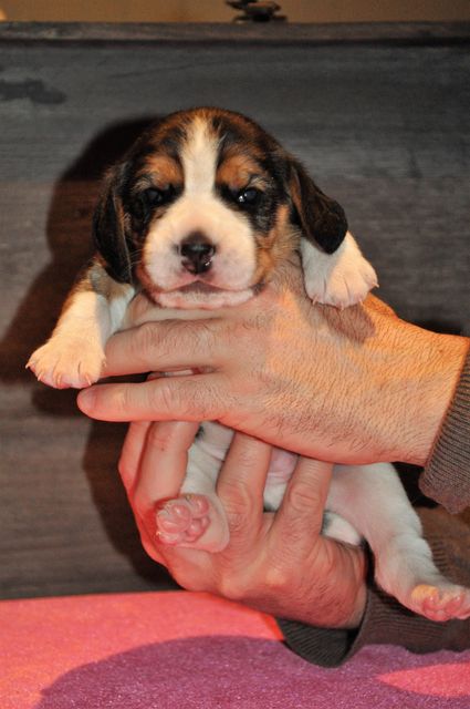 Golden Swissline Live Your Dream