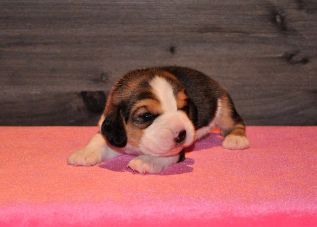 Golden Swissline My perfect Dream