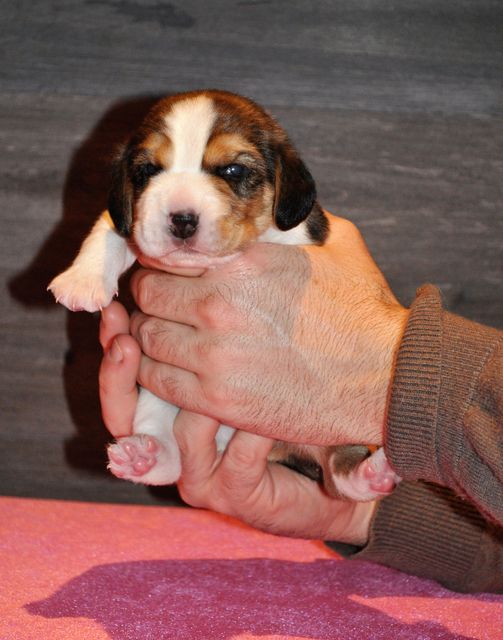 Golden Swissline My perfect Dream