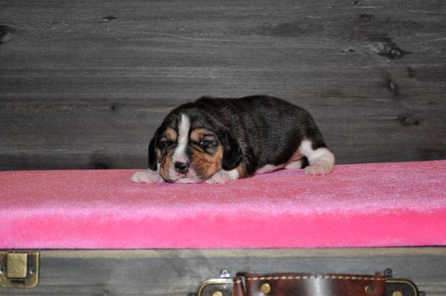 Golden Swissline Sparkling like Eternity