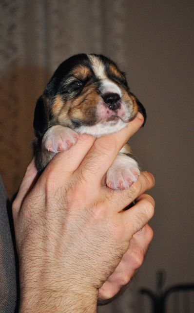 Golden Swissline Sparkling like Eternity