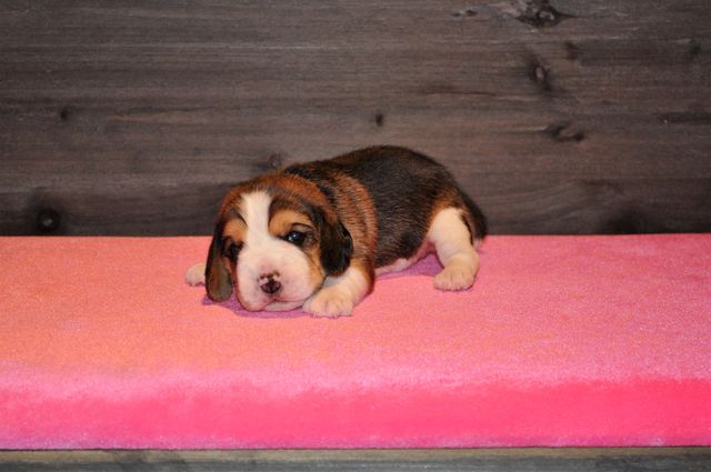 Golden Swissline Sweet Dreams