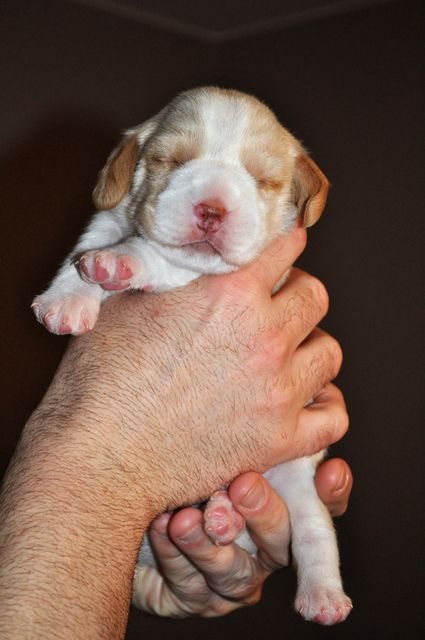 Golden Swissline This Love is for Eternity