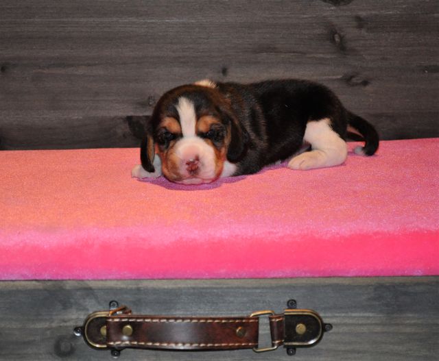 Golden Swissline You Make My Dreams